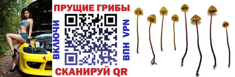 Галлюциногенные грибы мицелий  Рузаевка 